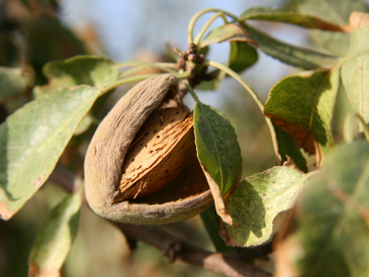 Almonds - without oil Extraction